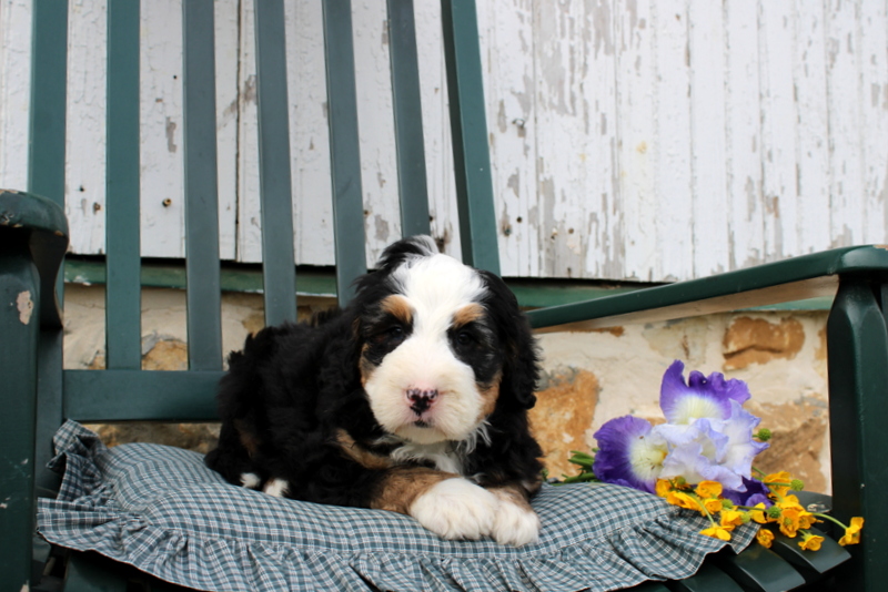 puppy, for, sale, Mini Bernedoodle F2, Matthew B. Stoltzfus, dog, breeder, Gap, PA, dog-breeder, puppy-for-sale, forsale, nearby, find, puppyfind, locator, puppylocator, aca